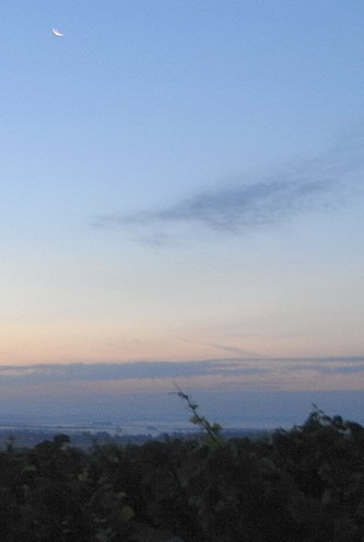 champagne - massif de saint thierry - poudrage de soufre fleur au petit matin